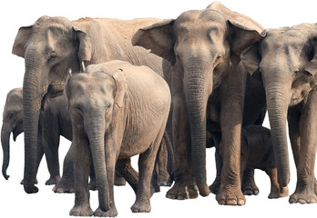 Fototapeta na wymiar Isolated on white background, herd of wild Sri Lankan elephant, Elephas maximus maximus staring directly at camera. Yala National park, Sri Lanka. 