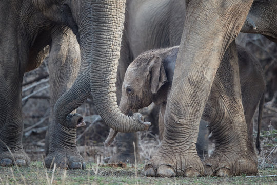 Sri Lankan elephant, Elephas maximus maximus, mother protecting new-born elephant, close up photo. Detail of elephant calf among trunks and legs.  Yala National park, Sri Lanka. 