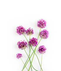 Obraz premium the flowers of Allium against a white background
