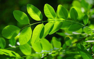 Fototapeta na wymiar green fresh leaves plant summer