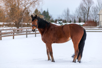 Beautiful purebred brown horse on snow in winter on a ranch