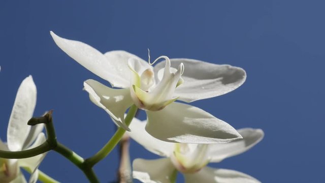 Slow motion white orchid plant against blue sky close-up 1080p FullHD footage - Orchidaceae Asparagales flower details slow-mo 1920X1080 HD video 