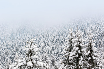 Pineta con neve fresca