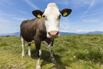 Fototapeta na wymiar Cows feeding on a green summer pasture. Mucca al pascolo estivo.
