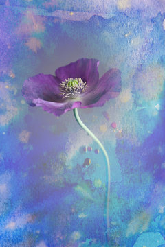 poppy flower in a vase - watercolors picture
