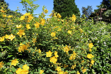 Hypericum Hidcote Gold and Jasminum officinale blooming in the garden, Italy 