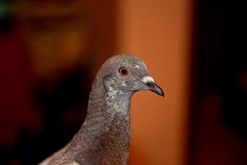 pigeon portrait