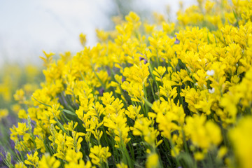 Yellow mountain flowers