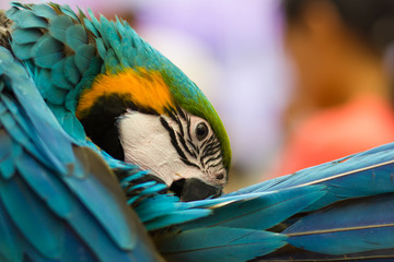 colorful parrots head closeup