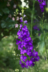 Obraz premium Delphinium Blue Flower in the Garden