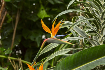Strelitzia Reginae flower closeup, bird of paradise flower