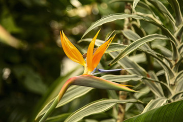 Strelitzia Reginae flower closeup, bird of paradise flower