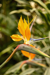 Fototapeta na wymiar Strelitzia Reginae flower closeup, bird of paradise flower