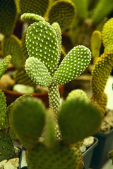 Opuntia cactus
