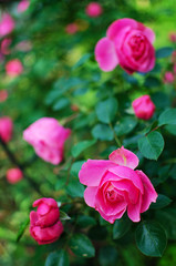 Blooms fragrant pink rose