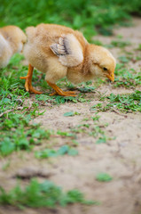 Small fluffy baby chick on limited