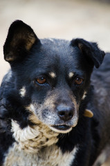 A little black dog with happy