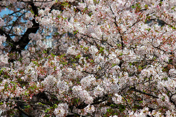 Cherry trees along Meguro River,Meguro-ku,Tokyo,Japan in spring.