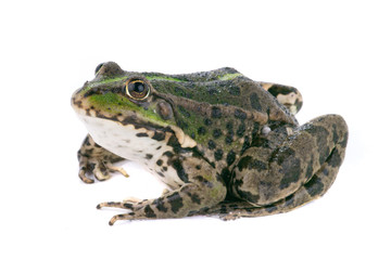 Fototapeta premium frog