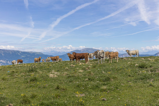Cows feeding on a green summer pasture. Mucca al pascolo estivo.