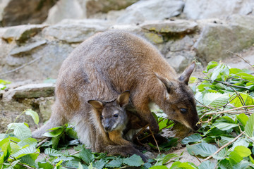 Naklejka na ściany i meble female of kangaroo with small baby in bag
