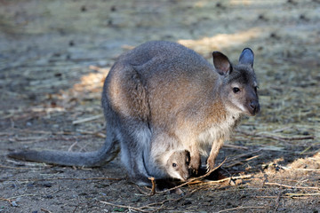 Naklejka na ściany i meble female of kangaroo with small baby in bag