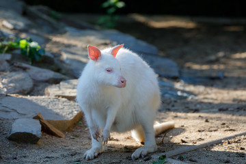 grazing white albino kangaroo Red necked Wallaby