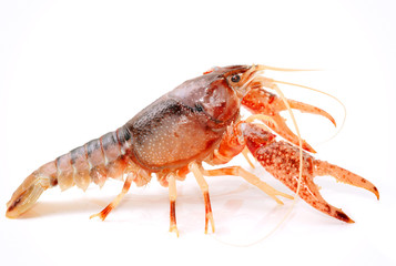 Crayfish Procambarus Clarkii Ghost on white background