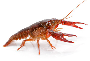 Crayfish Procambarus Clarkii Ghost on white background