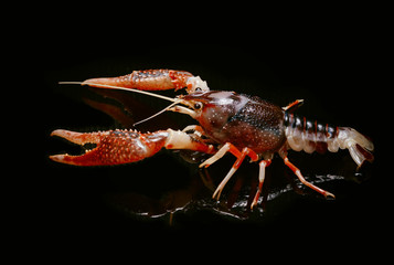Crayfish Procambarus Clarkii Ghost on black background