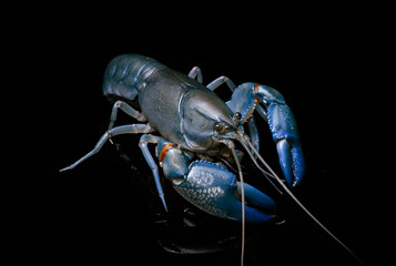 Blue crayfish cherax destructor,Yabbie Crayfish isolate on black