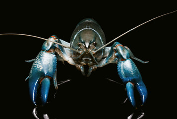 Blue crayfish cherax destructor,Yabbie Crayfish isolate on black © praisaeng