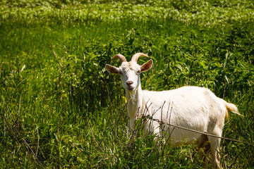 Goat grazing on green meadow and looking at camera at you