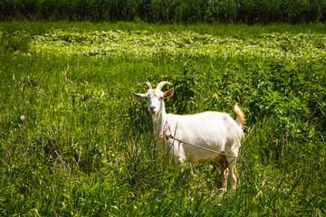 Obraz premium Goat grazing on green meadow and looking curiously at camera at you