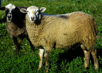 A herd of sheep grazing on a beautiful meadow for grazing