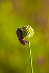 Beetle sits upright on a wild round bow in the field