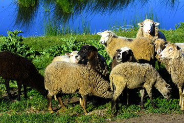 A herd of sheep grazing on a beautiful meadow for grazing