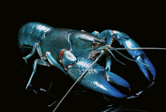 Blue crayfish cherax destructor,Yabbie Crayfish isolate on black