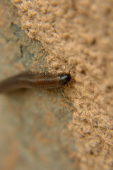 millipede crawling on the wall close-up