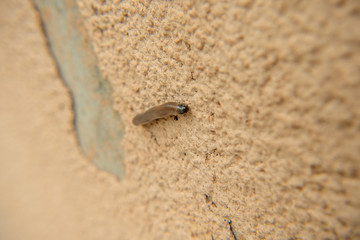 millipede crawling on the wall close-up macro