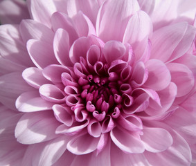 Purple chrysantemum macro