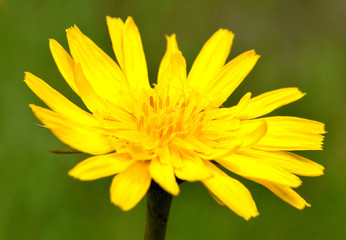 Obraz premium Taraxacum, yellow dandelion bloom macro