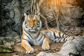 Bengal tiger resting in the forest