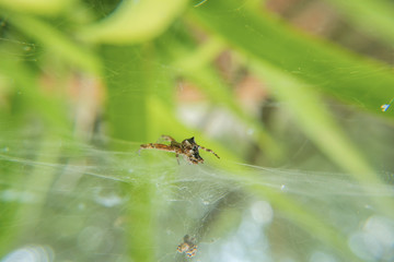 spider on net web close-up