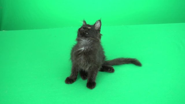 Black kitten on a green background, top view