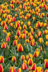 Red Orange Tulips Netherlands