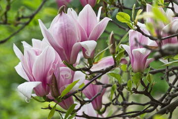 Fototapeta premium pink Magnolia flowers on a branch closeup