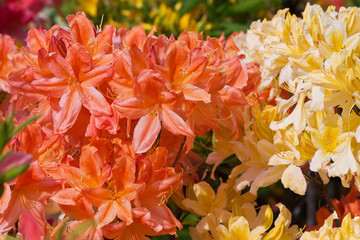 yellow and orange flowers of rhododendron closeup