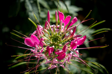 Cleome hassleriana(Spider flowers or pink queen) facing sunlight
