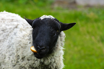 A lone sheep grazing on a beautiful meadow for grazing